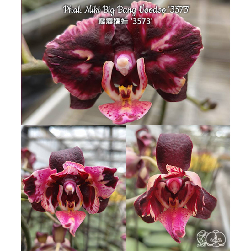 Орхiдея Phal. Miki Big Bang Voodoo 3573 - купити, доставка Україна